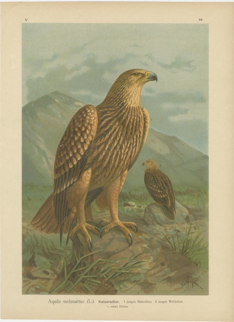 Birds of Prey, Complete Set of 10 Chromolithographs, Eagles & Falcons c1890, view 2