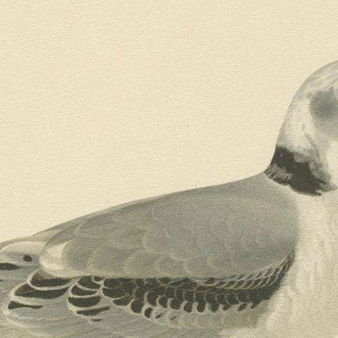 Old Bird Print of Gull Named the Black-Legged Kittiwake, 1929, close-up 1