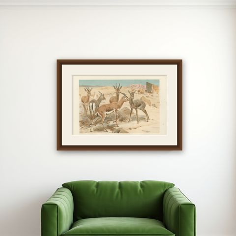 Dorcas Gazelle, Antique Desert Antelope Chromolithograph, 1894, shown framed on a wall