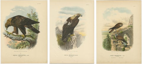 Birds of Prey, Antique Prints of Eagles and Falcons, Set of Three, 1894, view 5
