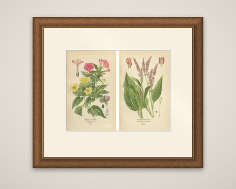 1897 Botanical Prints, Marvel of Peru and Eastern Knotweed, shown framed