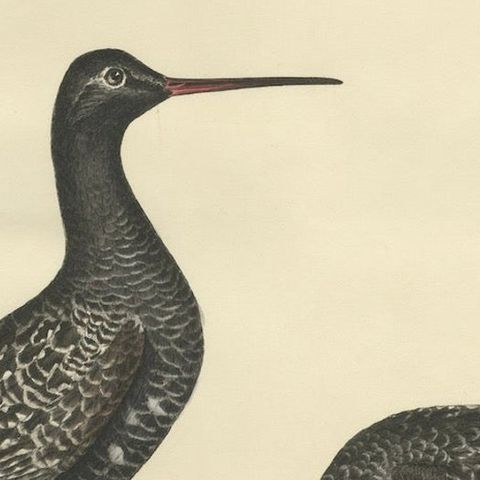 "Plate XV: The Sandpipers - A Study in Seasonal and Developmental Plumage, 1826, close-up 6