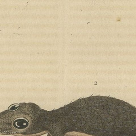 Old Hand-Colored Print of an Australian Thick-tailed Gecko and a Leaftail Gecko, close-up 3