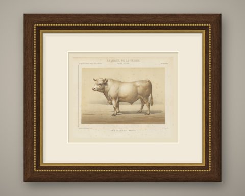 Charolais Bull, French Cattle Breed, Antique Chromolithograph by Borie, 1863, shown framed