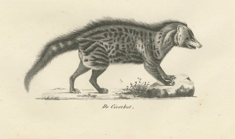 19th-Century Lithograph of the Genet, Civet, and African Civet in Fine Detail, close-up 1