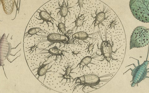 Antique Handcolored Engraving of Aphids and Related Small Insects, c.1800, close-up 1