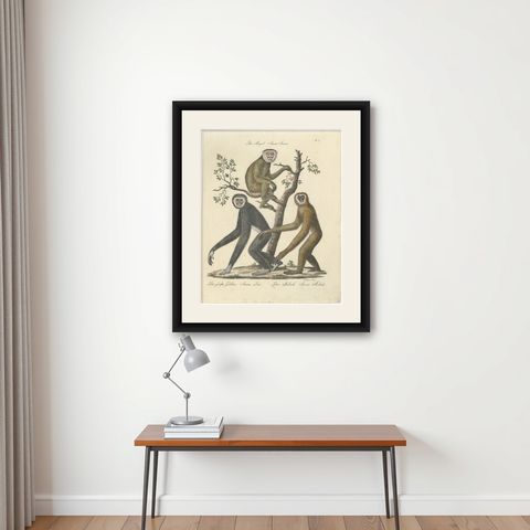 Antique Gibbons & Monkeys Lithograph by Karl Joseph Brodtmann, 1816, shown framed on a wall