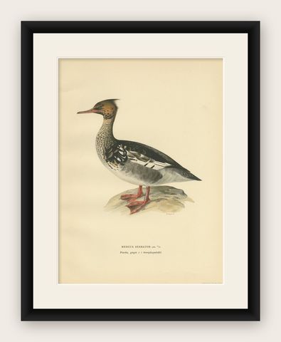 Antique Bird Print of a Young Red-Breasted Merganser by Von Wright '1929', shown framed