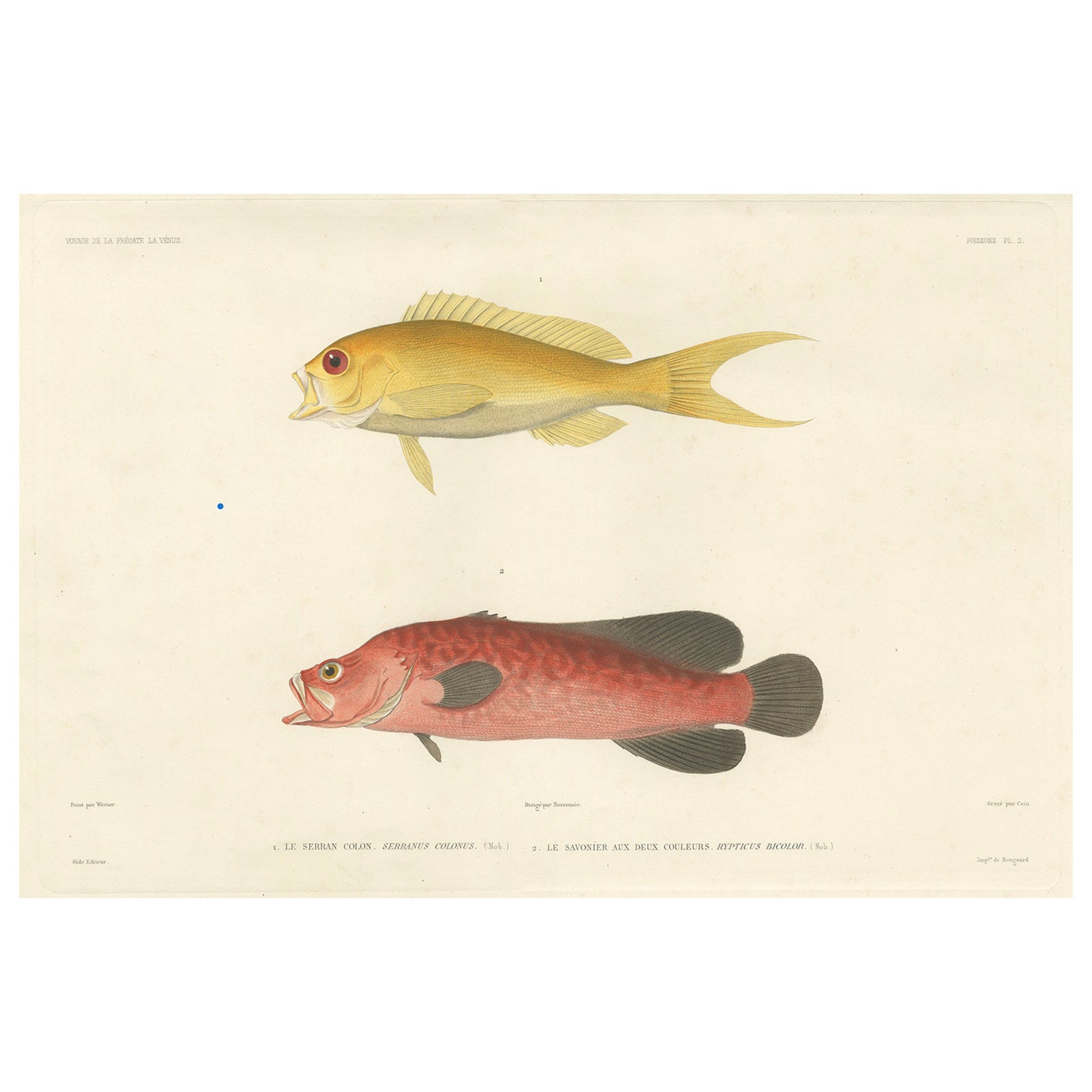 Vintage Fish Illustration, Sea Bass and Mottled Soapfish, Paris 1846
