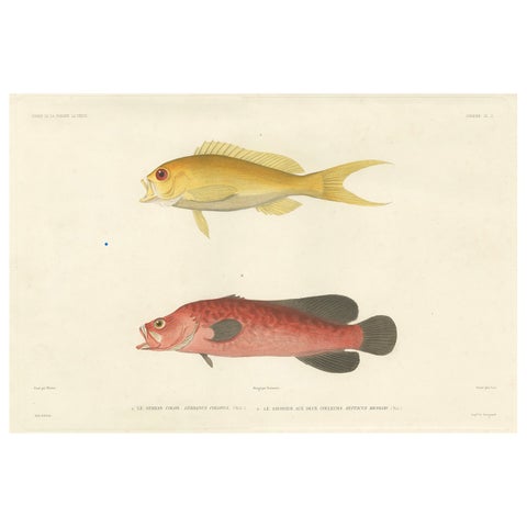 Vintage Fish Illustration, Sea Bass and Mottled Soapfish, Paris 1846