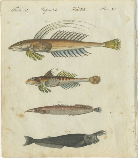 Vibrant 1805 Handcolored Engraving of Rare Fish Species from Bertuch's Work, view 2