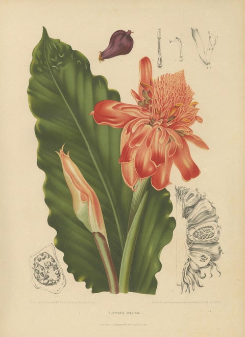 Antique Botanical Chromolithograph of Torch Ginger by Hoola van Nooten, c.1880, close-up 5