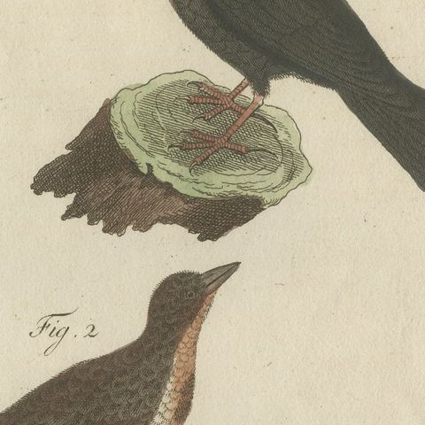 Crested Lark and Other Larks, Antique Bertuch Print, Vienna, circa 1805, close-up 6