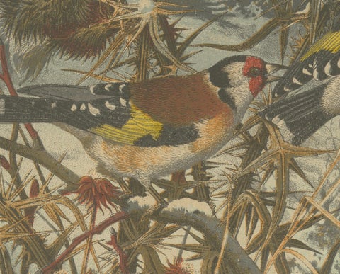 European Goldfinches in Winter: An 1879 Lithograph, close-up 3