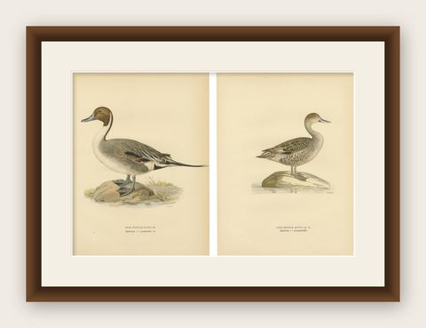 1929 Swedish Pintail Lithographs, Nordic Natural History Pair, shown framed