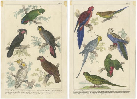 Set of 2 Antique Prints of Parrots, Lories and other Birds, view 2