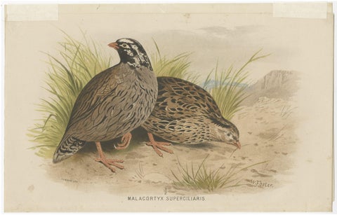Antique Bird Print of the Mountain Quail by Hume & Marshall, 1879, close-up 1