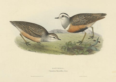 Old Bird Print Depicting the Dotterel Bird by Gould, 1832, close-up 1