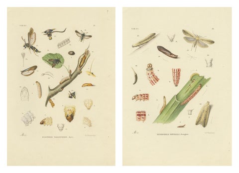 Antique Pair of Sciapteron Xystophora Moths, Hand-Colored by Sepp & Brants, 1906, view 4