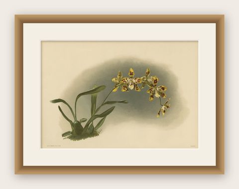 Yellow Spotted Orchid Print, Odontoglossum Excellens, Reichenbachia c.1888, shown framed