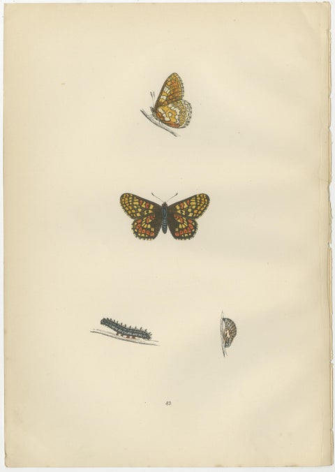 Winged Elegance: A Fritillary Collection from Morris's 1890 British Butterflies, view 2