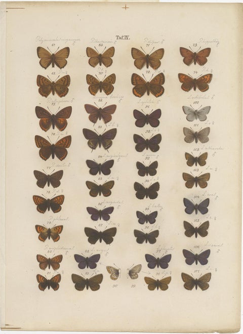 Set of 7 Antique Prints of Various Butterflies and Moths by Ramann 'circa 1870', view 2