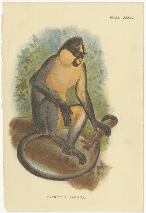 Set of 2 Antique Prints of Langur Monkey Species by Lloyd, circa 1894, view 2