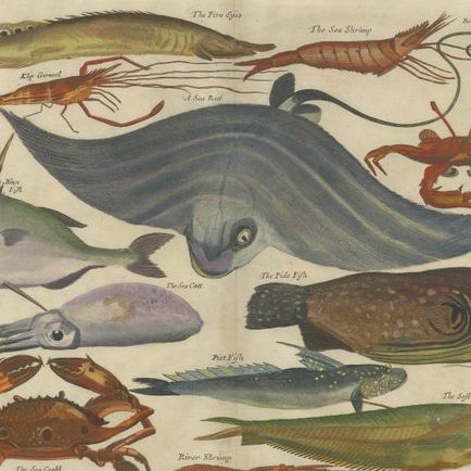 Exotic Fish Prints - Set of Five Hand-Colored Engravings by John Nieuhoff, c1704, close-up 1