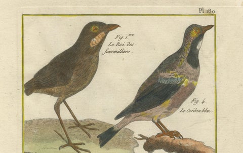 Hand-Colored Engraving of Diverse Bird Species from Histoire Naturelle, 1790, close-up 2