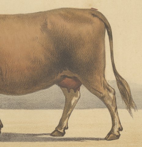 Algerian Cow, North African Cattle Chromolithograph by Olivier de Penne, 1863, close-up 3