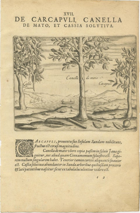 De Bry Botanical Engravings, Cinnamon, Aloe & Aromatic Plants, c.1598, view 2