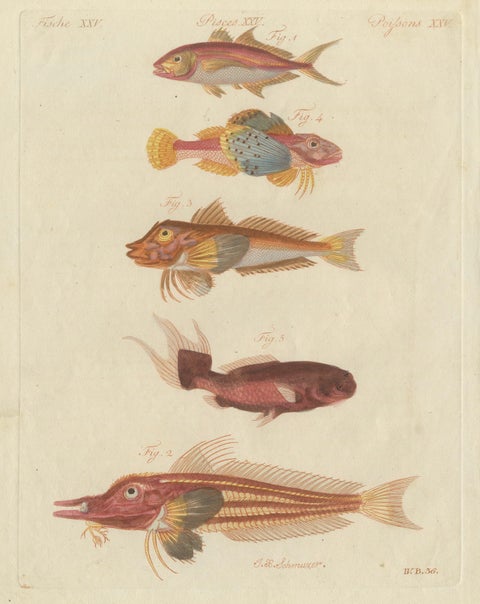 Original Antique Print of Five Exotic Red Fish by Bertuch, c. 1800, close-up 3