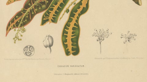 Original Garden Croton (Joseph's Coat) Botanical Chromolithograph, c. 1880, close-up 2
