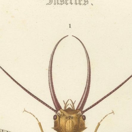 Antique Dragonfly Engraving, Corydale Cornu, French Neuropteres Print c.1800, close-up 3