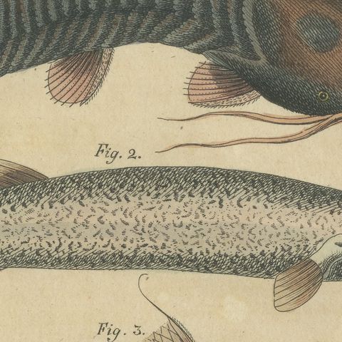 Five Catfish with Long Barbels, Antique Bertuch Print, circa 1815, close-up 1