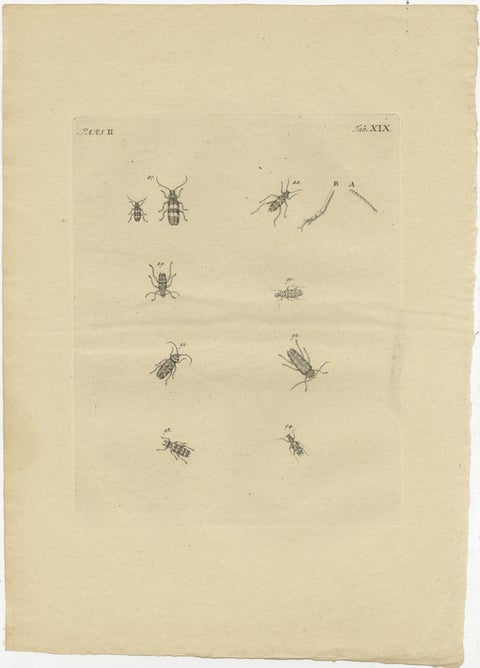 Set of 2 Antique Prints of Various Small Beetles, view 3