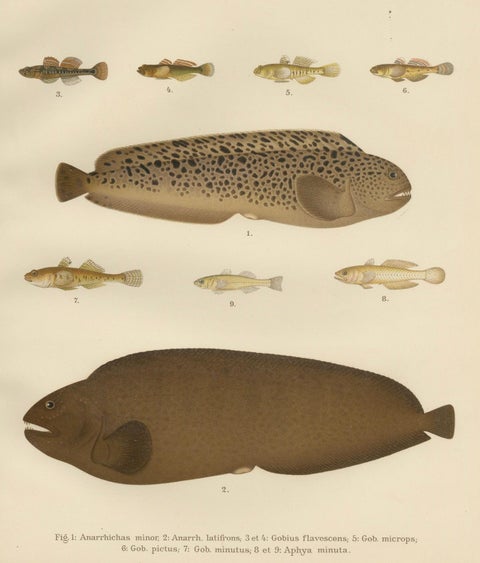 Spotted Wolffish, Broadhead Wolffish, and Gobies - Scandinavian Fish Litho, 1895, close-up 5