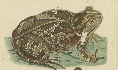 Natural History Illustrations: Amphibians, Reptiles, and Mammals, 1793, close-up 4