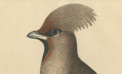 1846 Waxwing - Rare Hand-Colored Lithograph from Hoffmann's Book of the World, close-up 3