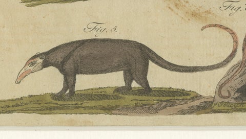 Antique Monkeys & South American Anteaters Engraving, Bertuch, c.1800, close-up 5