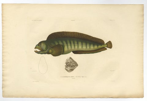 Stunning Hand-Colored Antique Print of the Atlantic Wolffish or Devil Fish, 1842, view 2