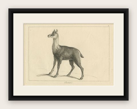 Agile Chamois or Mountain Goat Antilope: A Detailed Etching - circa 1740, shown framed