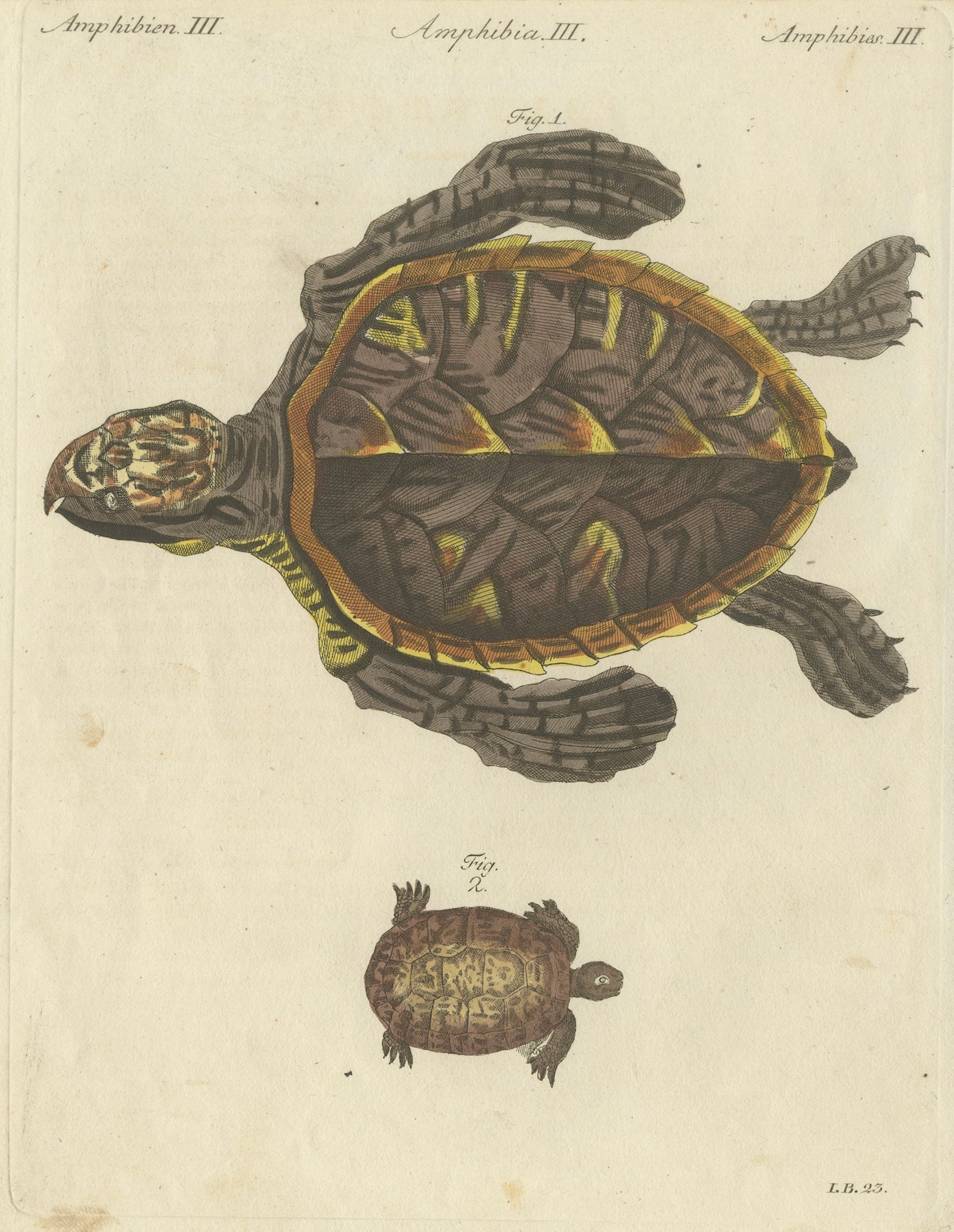 Original Antique Print of Sea Turtle and Freshwater Turtle by Bertuch, c. 1790