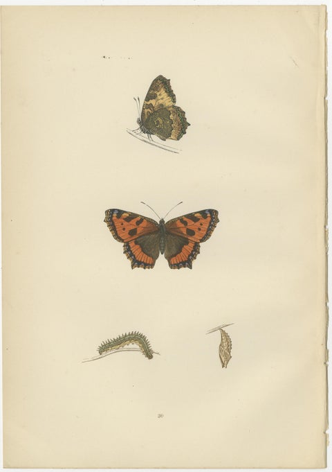 Metamorphosis in Motion: A Victorian Glimpse of British Butterflies, 1890, view 4
