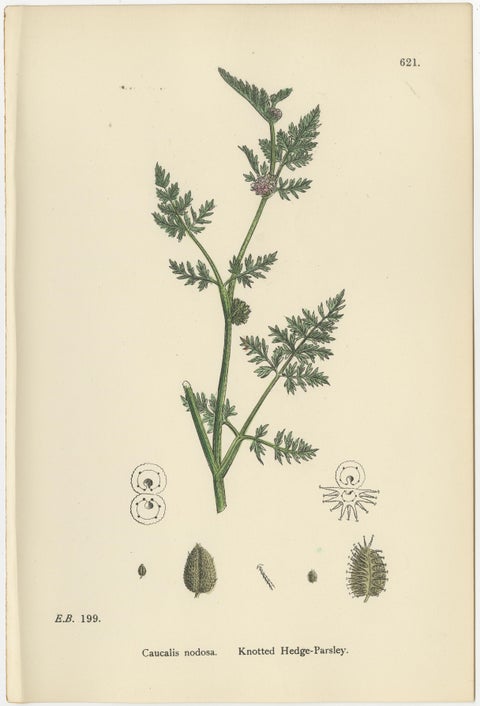 British Hedge-Parsley Botanical Pair, Hand-Colored Engravings, England 1902, view 7