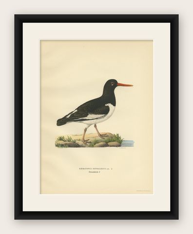 Antique Bird Print of the Eurasian Oystercatcher by Von Wright, 1929, shown framed