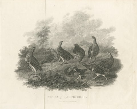 Antique Bird Print of a Covey or Small Group of Partridges, view 3