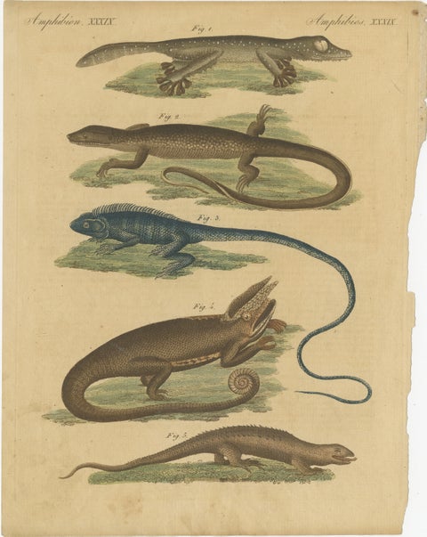 Antique Handcolored Engraving of Lizards and Amphibians, c.1800, view 2