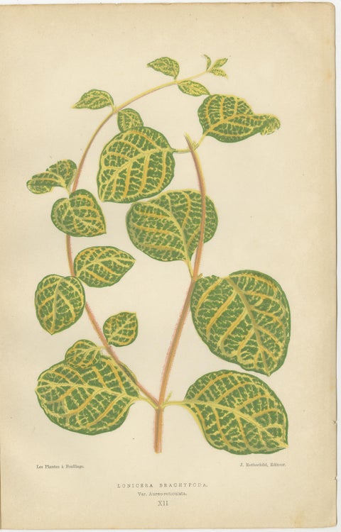 Vibrant Elegance: Botanical Illustrations of Foliage from 1880 Paris, view 4