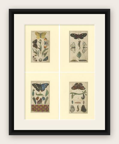 Set of 4 Antique Butterfly Prints Also Showing Caterpillars and Pupae, shown framed